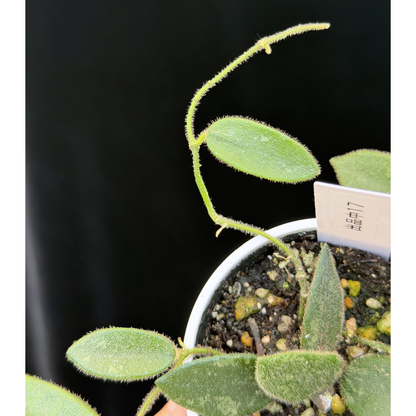 【一点もの】ホヤ トムソニー スプラッシュ Hoya thomsonii splash 17