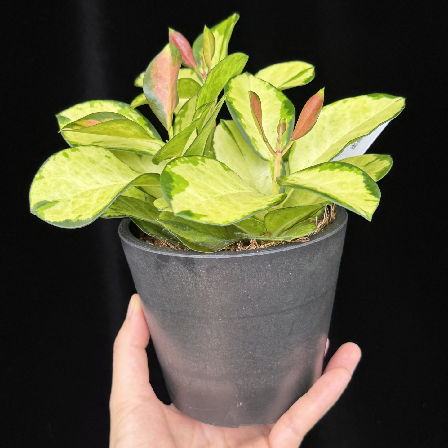 【一点もの】ホヤ オーストラリス リサ 4号 BLACK PLASTIC POT 受け皿付き ねこチップ 11