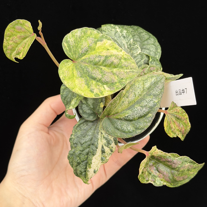 【一点もの】Piper sylvaticum variegated  ピペル シルバティクム斑入り 7