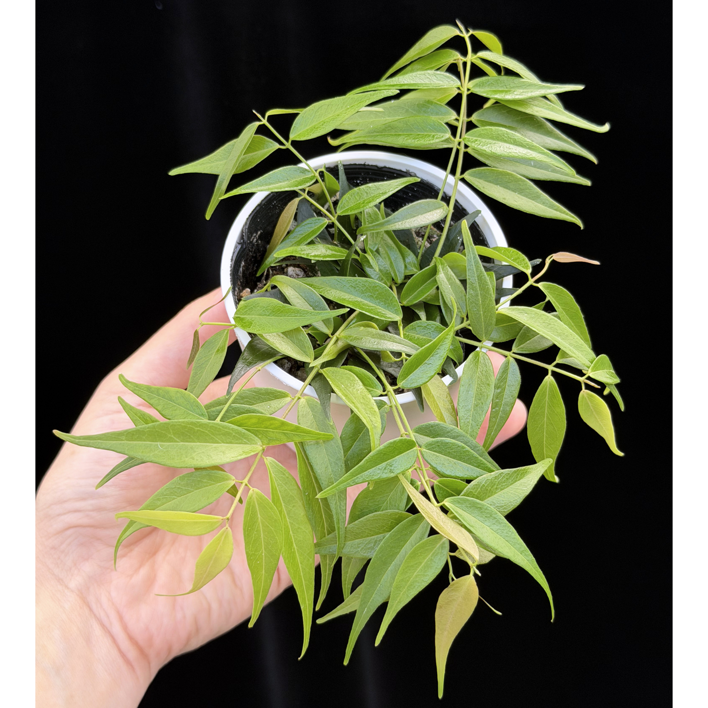 【一点もの】ホヤ レウカンサ  Hoya leucantha 希少 レア