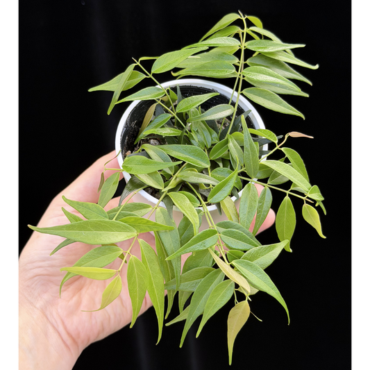 【一点もの】ホヤ レウカンサ  Hoya leucantha 希少 レア