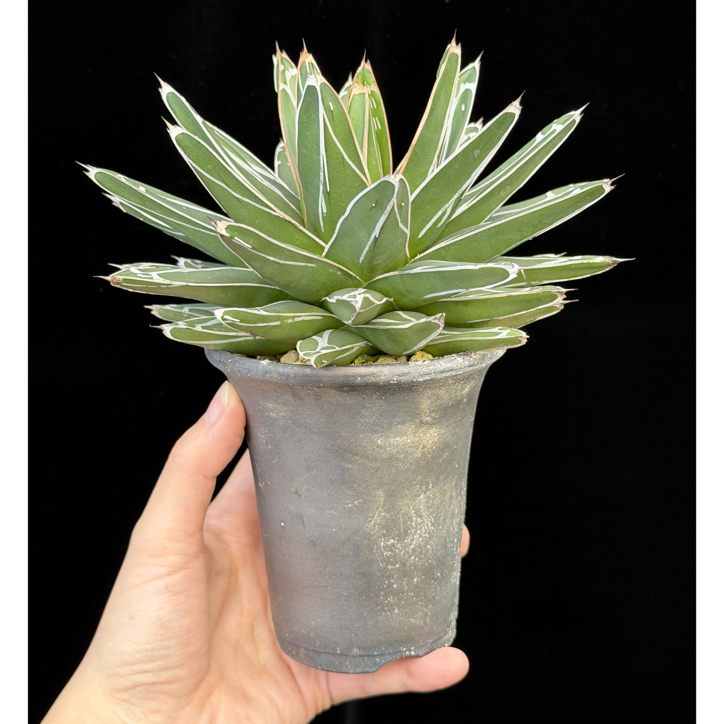 【一点もの】アガベ ビクトリアレジーナ "笹の雪" 3号 ロング SMOKED PLANTER T95 いぶし瓦と同じ製法を用いたテラコッタ鉢