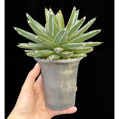 【一点もの】アガベ ビクトリアレジーナ "笹の雪" 3号 ロング SMOKED PLANTER T95 いぶし瓦と同じ製法を用いたテラコッタ鉢
