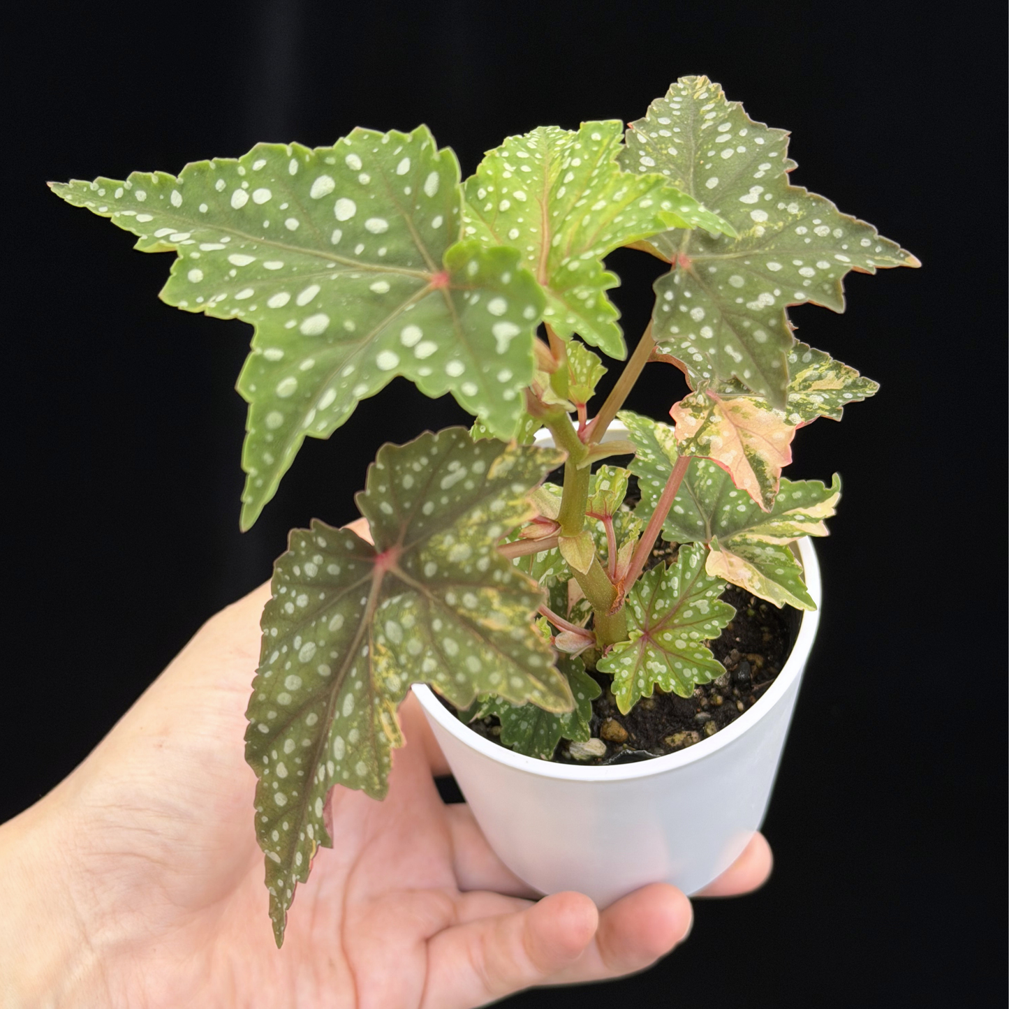 【一点もの】ベゴニア 出雲の煌星 斑入り Izumo no Kiraboshi variegated 希少 激レア