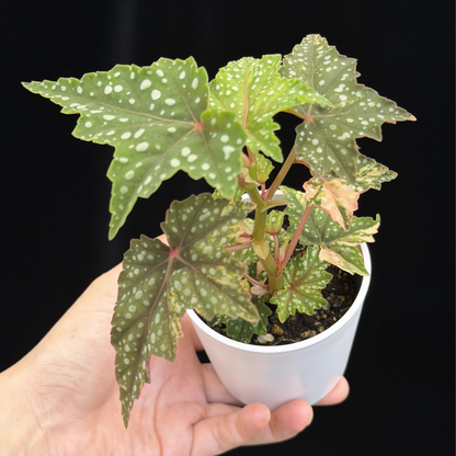 【一点もの】ベゴニア 出雲の煌星 斑入り Izumo no Kiraboshi variegated 希少 激レア