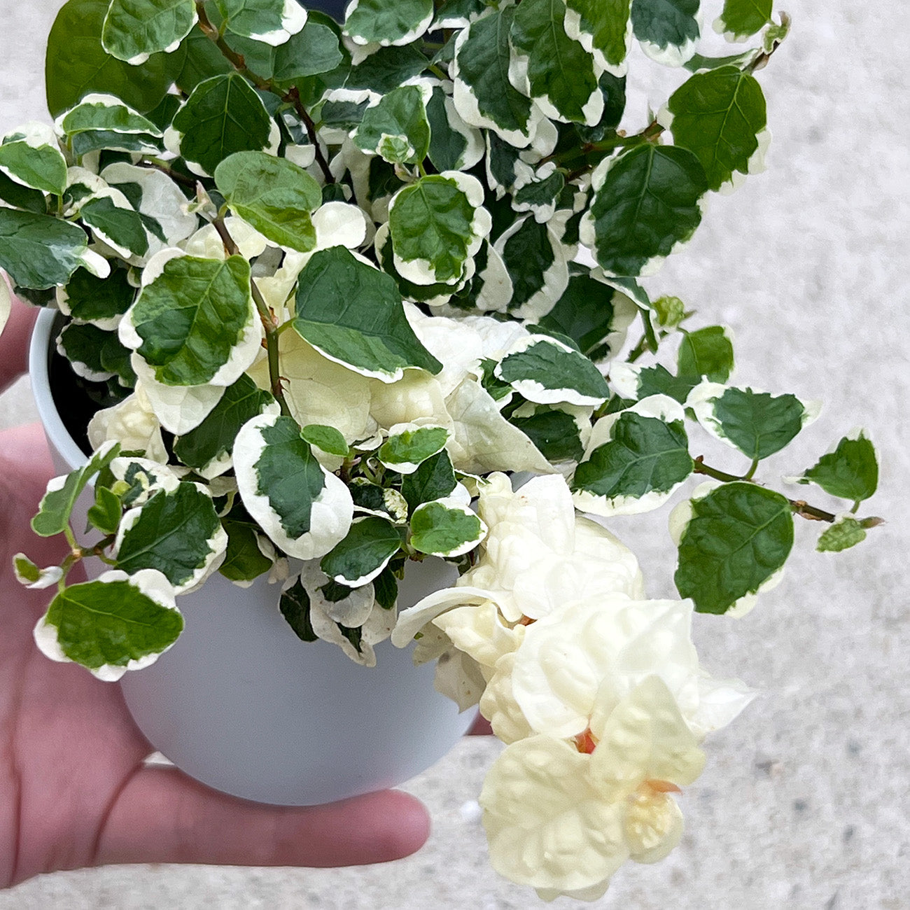 【現品販売】プミラ スペシャル斑入り個体 直径8cm鉢