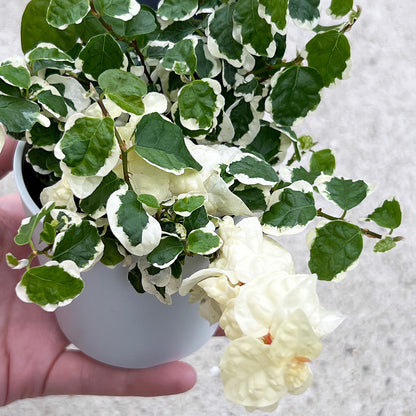 【現品販売】プミラ スペシャル斑入り個体 直径8cm鉢