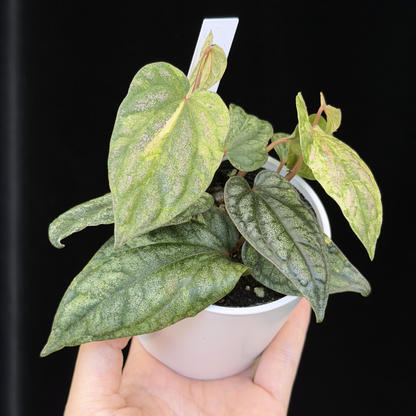 【一点もの】Piper sylvaticum variegated  ピペル シルバティクム斑入り 11
