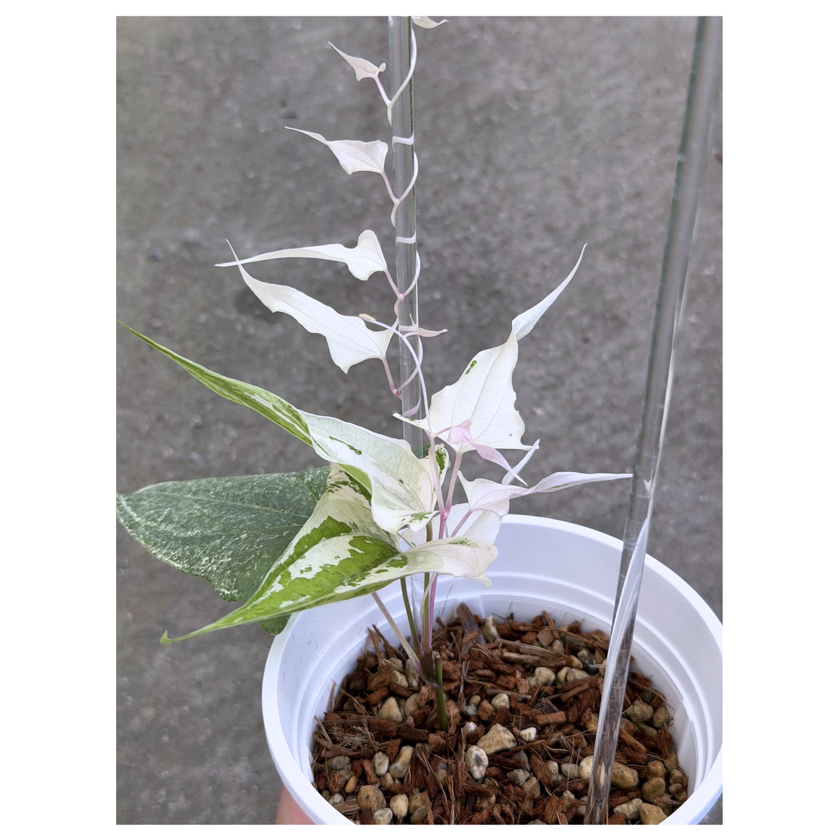 【一点もの】Dioscorea garrettii ‘Piskie’　ねこチップSS植え 激レア