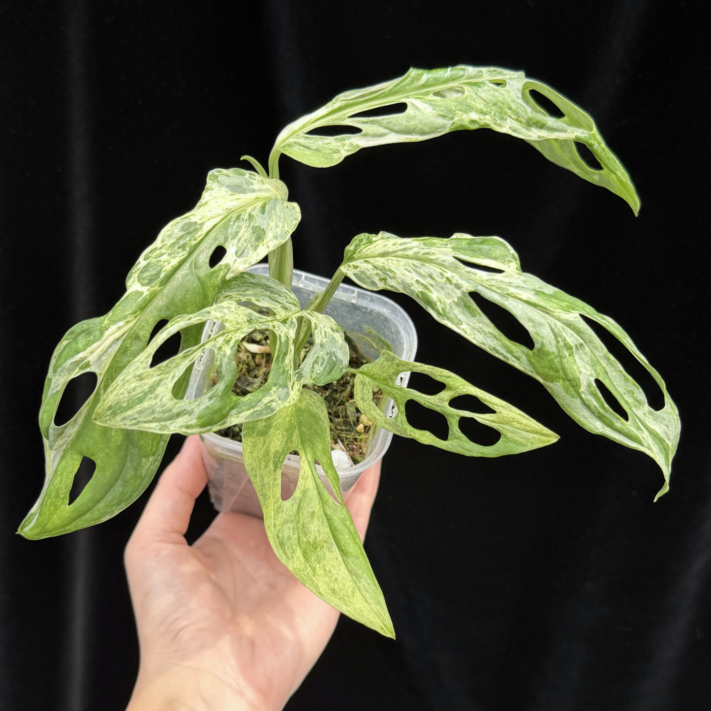 【一点もの】モンステラ アダンソニー ミントバリエガータ Monstera Adansonii 'Mint Variegata' マドカズラ斑入り