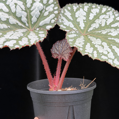 【一点もの】ベゴニア クイーンエリザベス 3.5号 スリット鉢 Begonia ‘Queen Elizabeth’