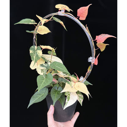 【一点もの】ファロピア マルチフローラ 斑入り Fallopia multiflora variegated BLACK PLASTIC POT 4号 アクリル支柱 プラ鉢 受け皿付き