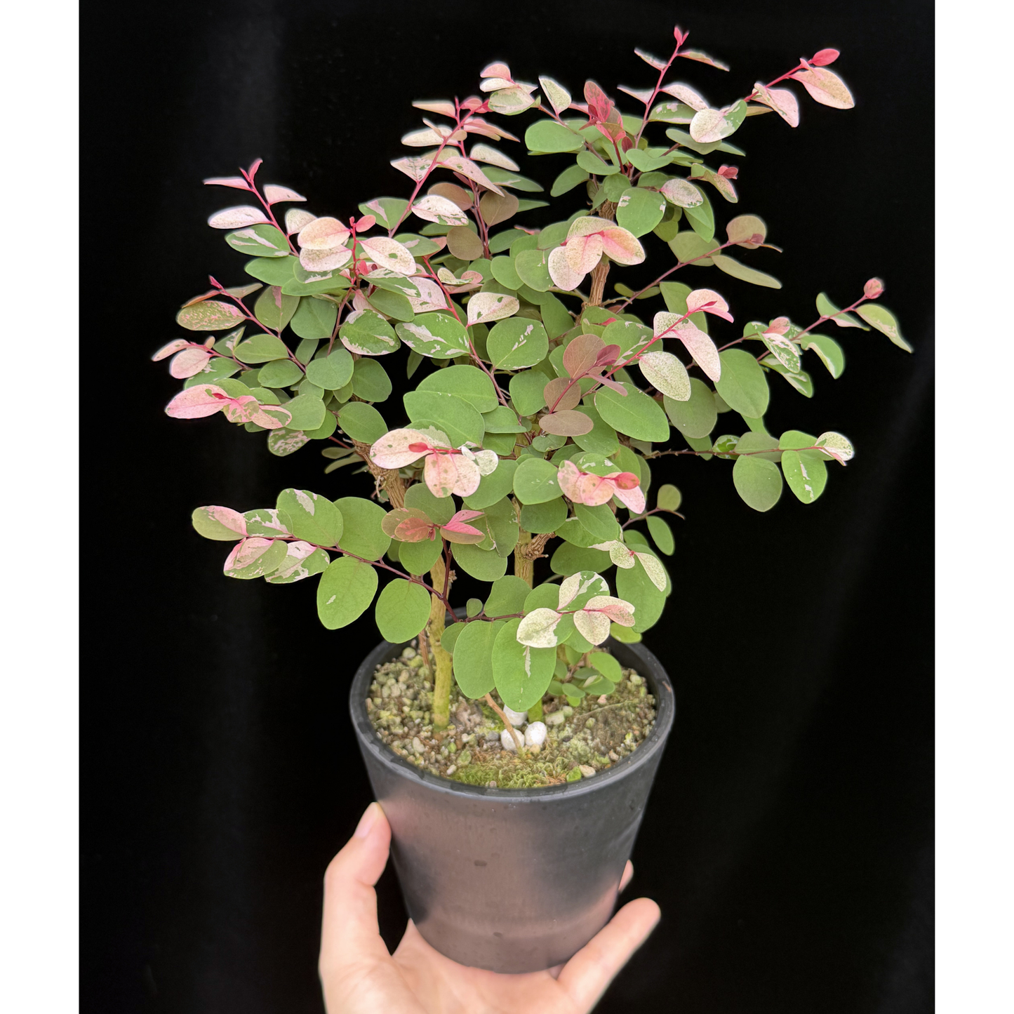 【一点もの】ヨウシュコバンノキ ピンク 4号 BLACK PLASTIC POT 受け皿付き