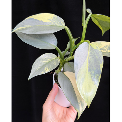 【一点もの】Philodendron Silver Sword Variegata フィロデンドロン シルバーソード シルバーメタル ハスタータム 斑入り レア 希少