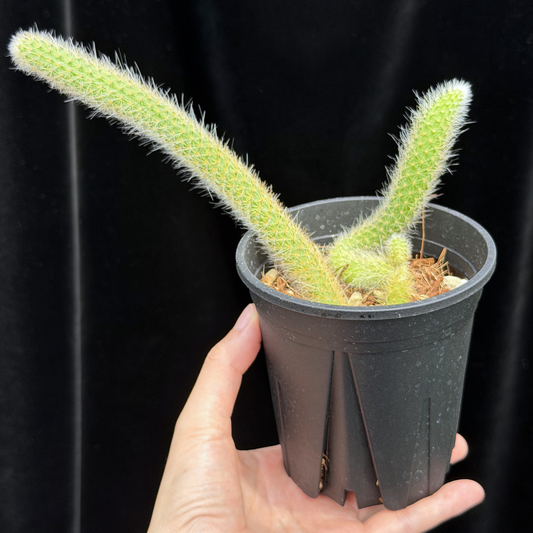 【一点もの】ヒルデウィンテラ Hildewintera colademononis 3.5号 ねこのしっぽ
