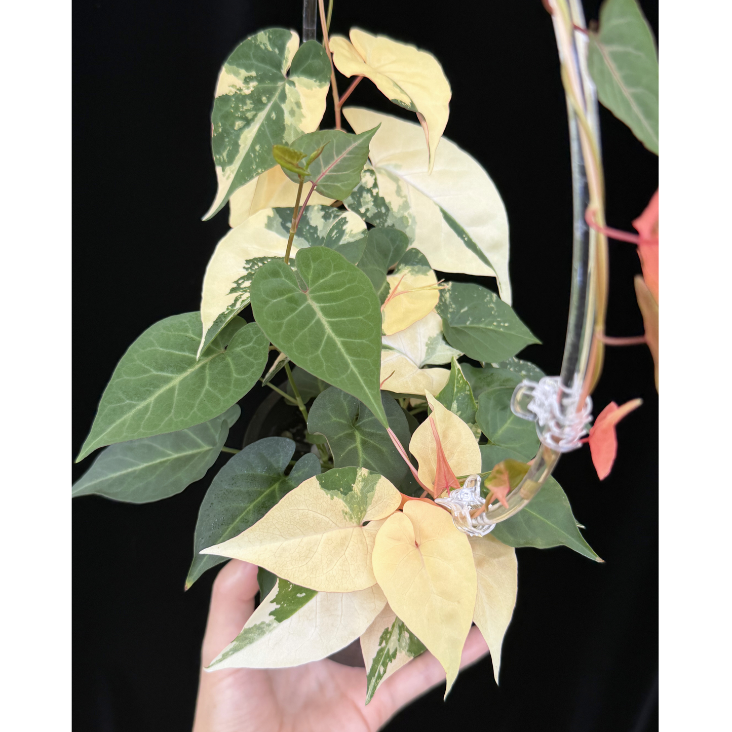 【一点もの】ファロピア マルチフローラ 斑入り Fallopia multiflora variegated BLACK PLASTIC POT 4号 アクリル支柱 プラ鉢 受け皿付き