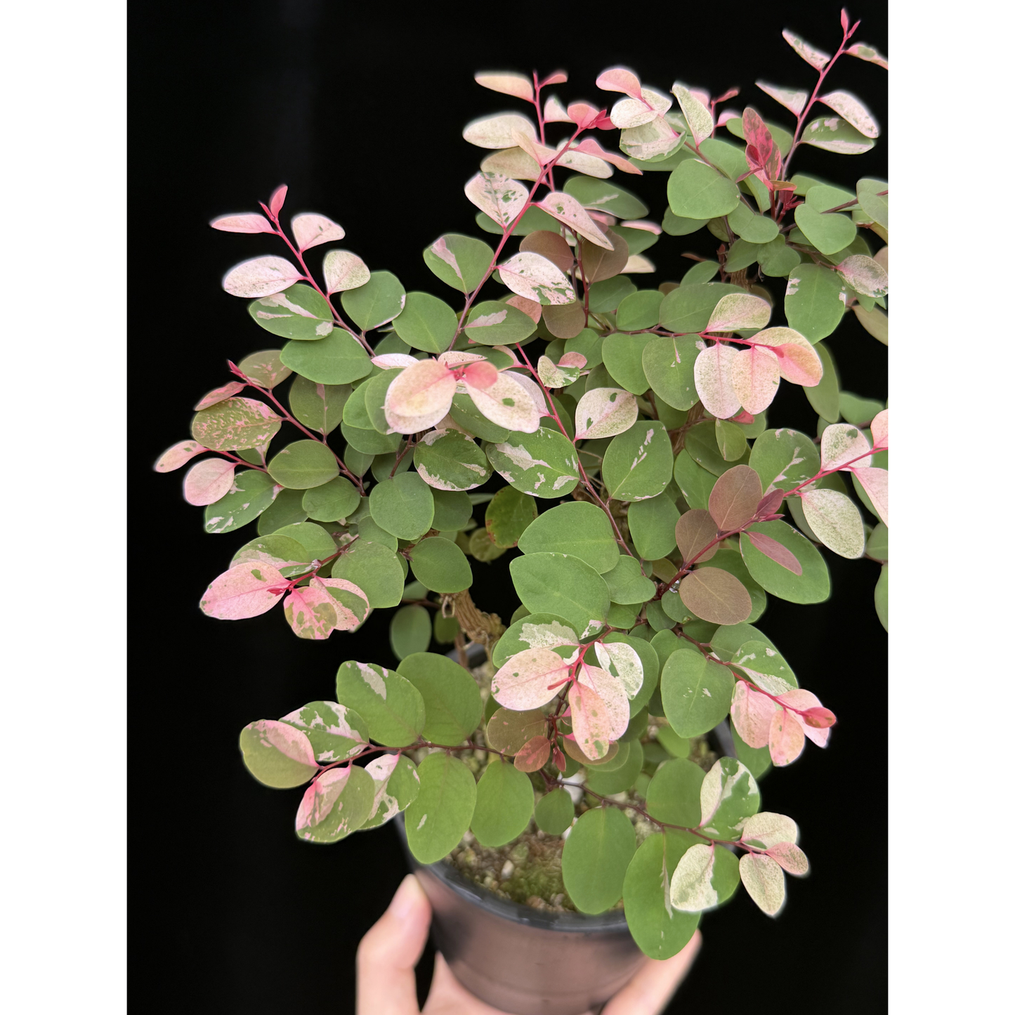 【一点もの】ヨウシュコバンノキ ピンク 4号 BLACK PLASTIC POT 受け皿付き