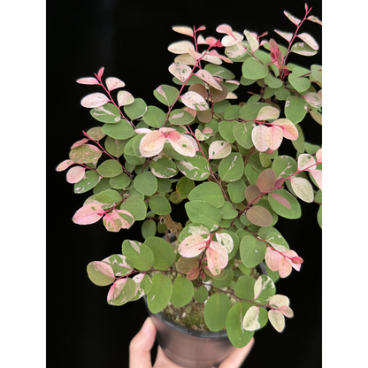 【一点もの】ヨウシュコバンノキ ピンク 4号 BLACK PLASTIC POT 受け皿付き