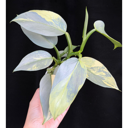 【一点もの】Philodendron Silver Sword Variegata フィロデンドロン シルバーソード シルバーメタル ハスタータム 斑入り レア 希少