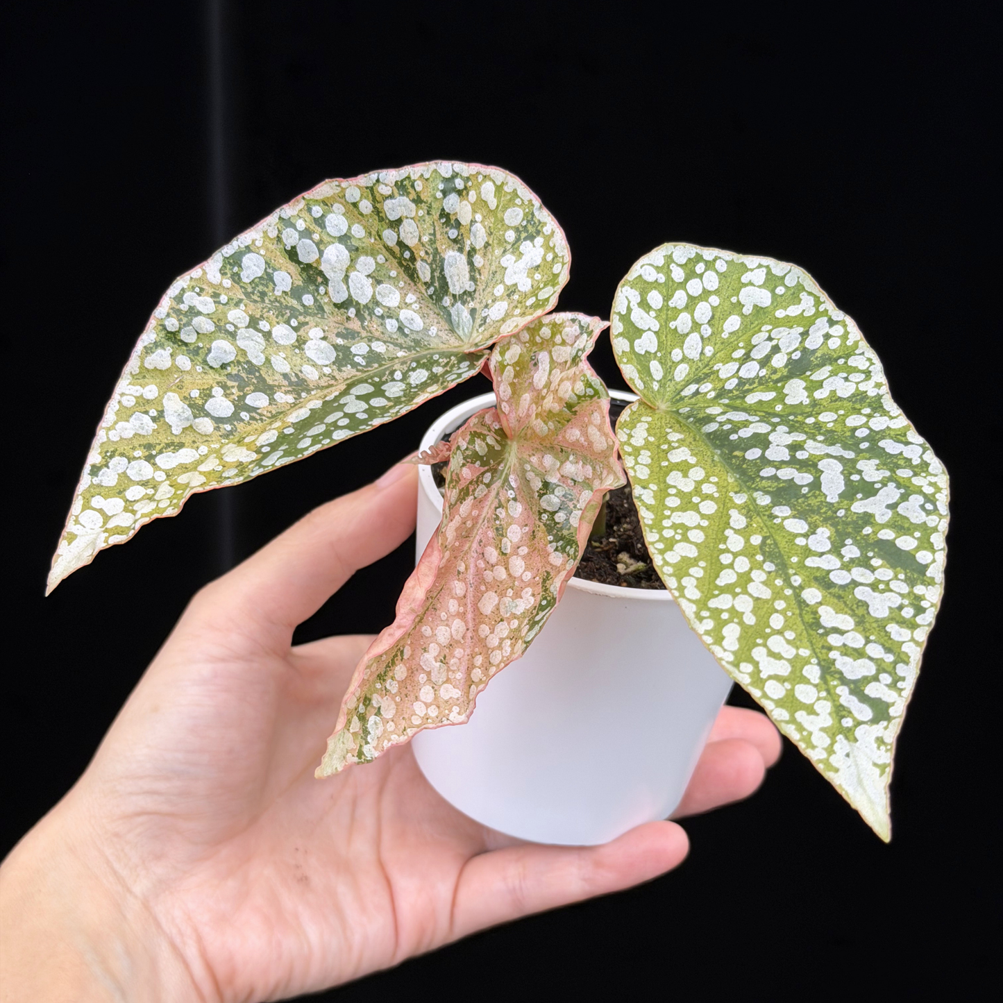 【一点もの】ベゴニア スノーキャップド ピンク斑入り Begonia Snow Capped variegata