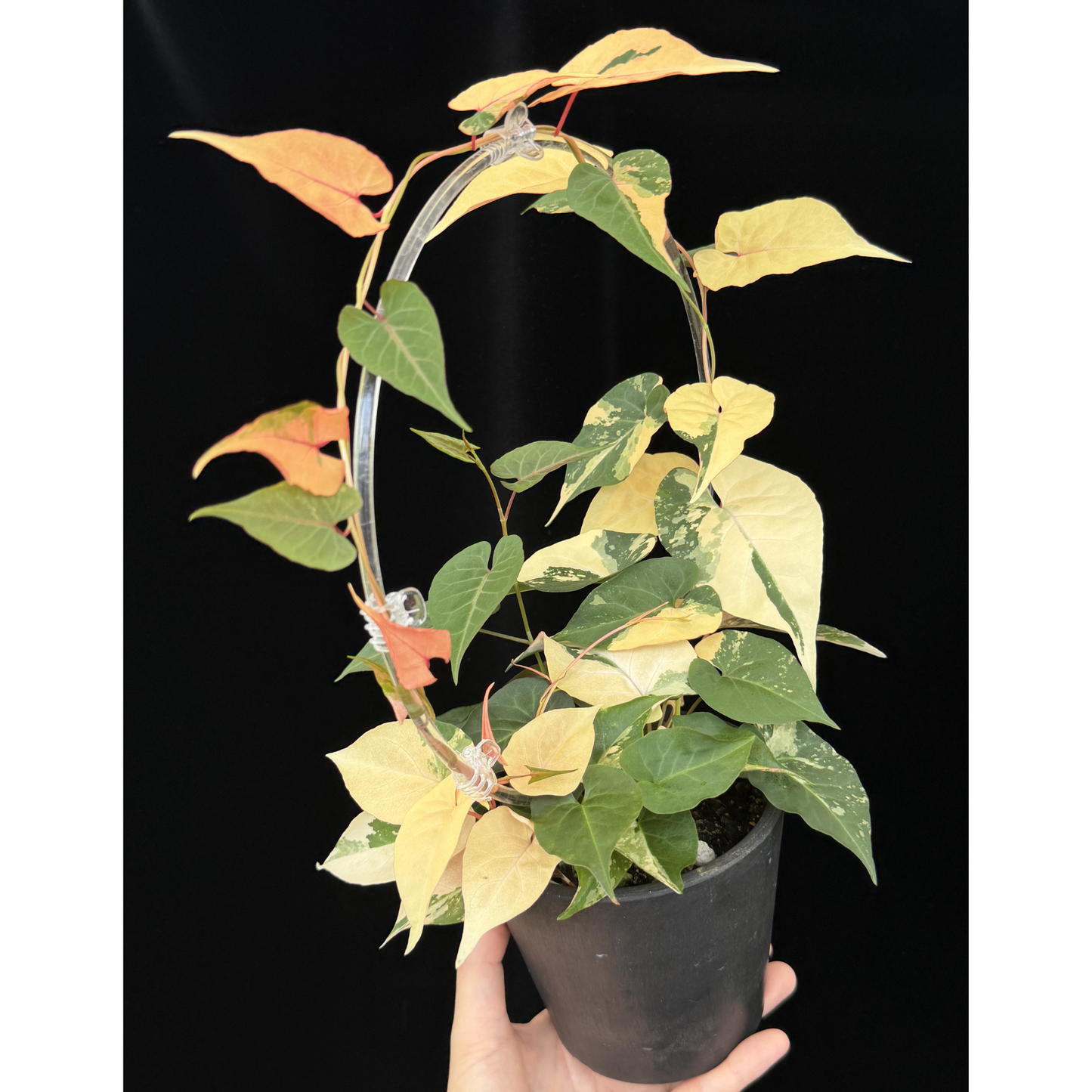 【一点もの】ファロピア マルチフローラ 斑入り Fallopia multiflora variegated BLACK PLASTIC POT 4号 アクリル支柱 プラ鉢 受け皿付き