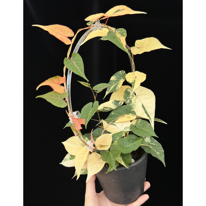 【一点もの】ファロピア マルチフローラ 斑入り Fallopia multiflora variegated BLACK PLASTIC POT 4号 アクリル支柱 プラ鉢 受け皿付き