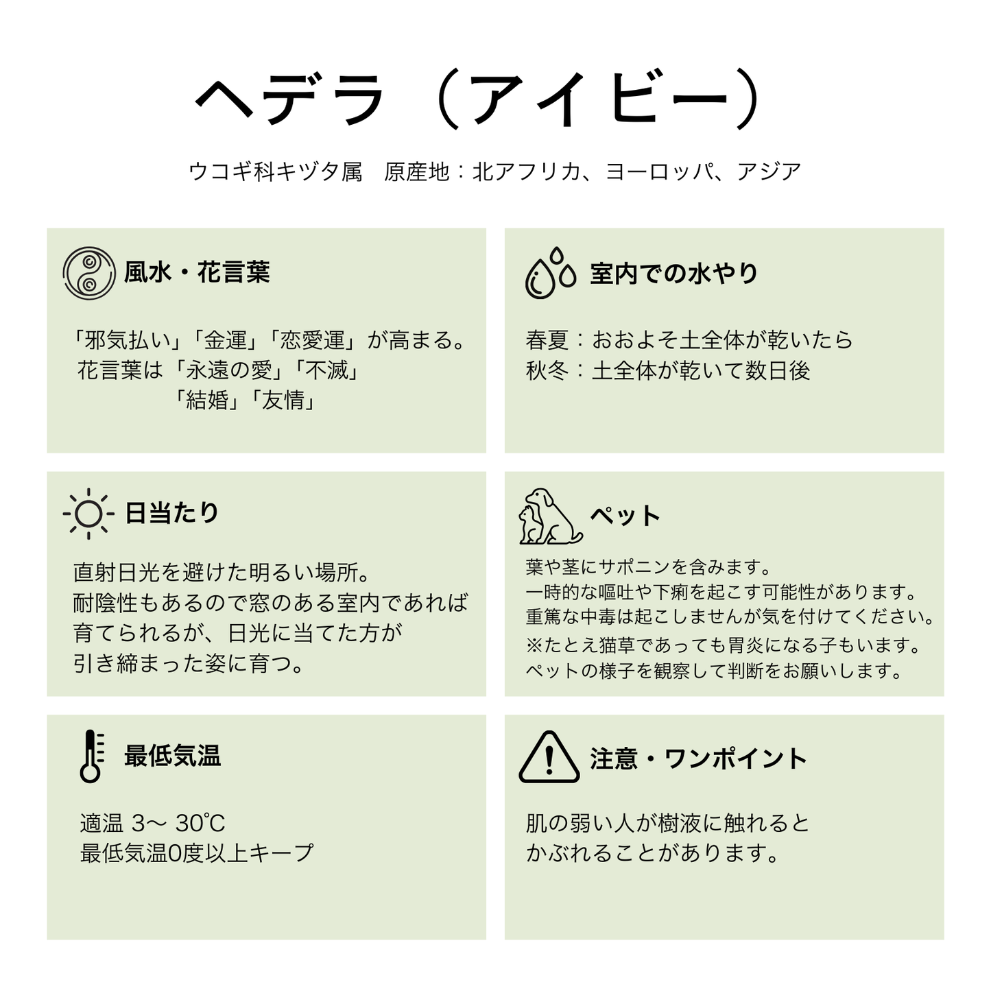 【現品販売】へデラ ミニ盆栽仕立て 2.5号 BLACK PLASTIC POT 受け皿付き