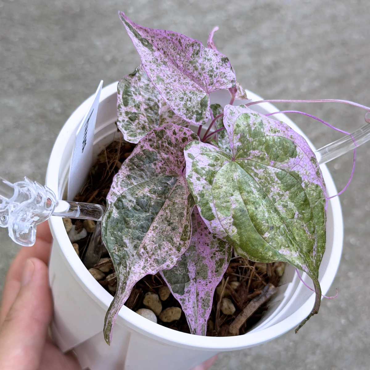 【一点もの】Dioscorea glabra Roxb. ‘Aurora’　ねこチップSS植え 激レア