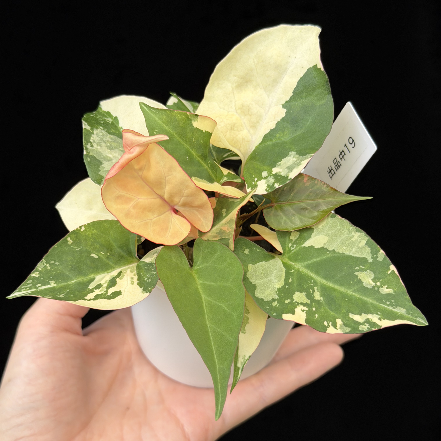 【一点もの販売】ファロピア マルチフローラ 斑入り Fallopia multiflora 'Variegata'   19
