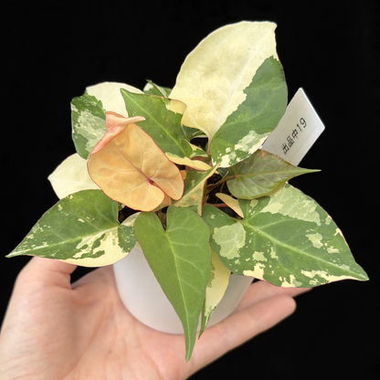 【一点もの販売】ファロピア マルチフローラ 斑入り Fallopia multiflora 'Variegata'   19