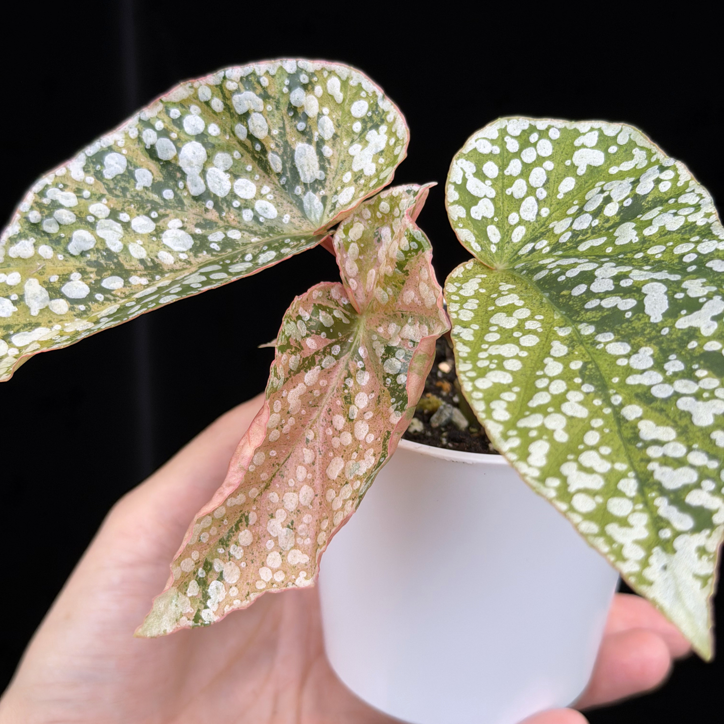 【一点もの】ベゴニア スノーキャップド ピンク斑入り Begonia Snow Capped variegata