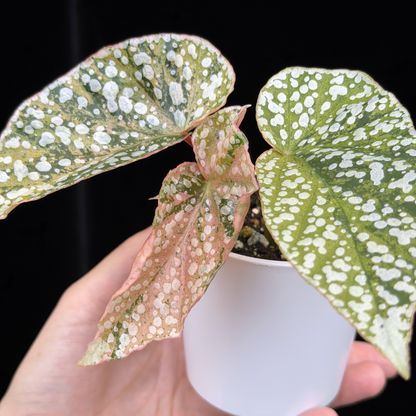 【一点もの】ベゴニア スノーキャップド ピンク斑入り Begonia Snow Capped variegata