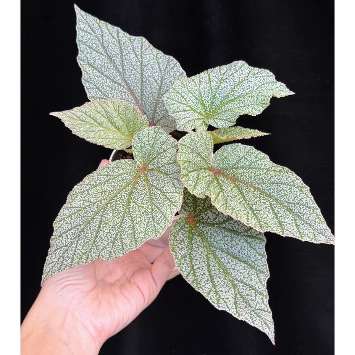【一点もの】ベゴニア シンバッド Begonia Sinbad