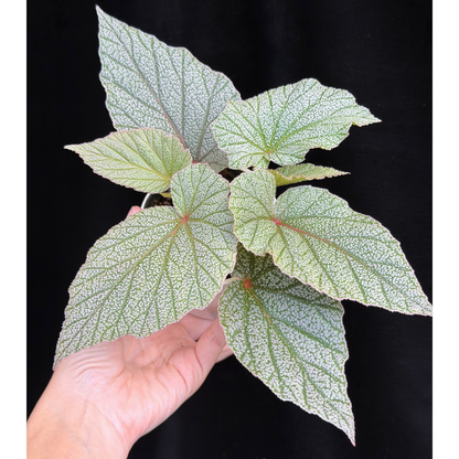 【一点もの】ベゴニア シンバッド Begonia Sinbad