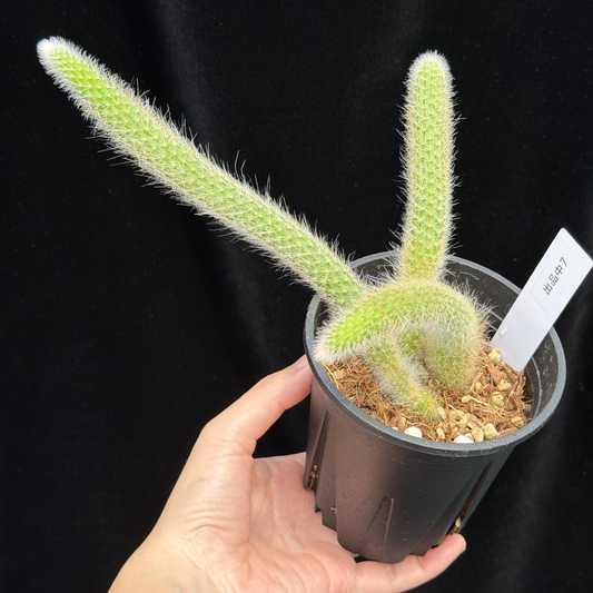 【一点もの】ヒルデウィンテラ Hildewintera colademononis 3.5号 ねこのしっぽ 7