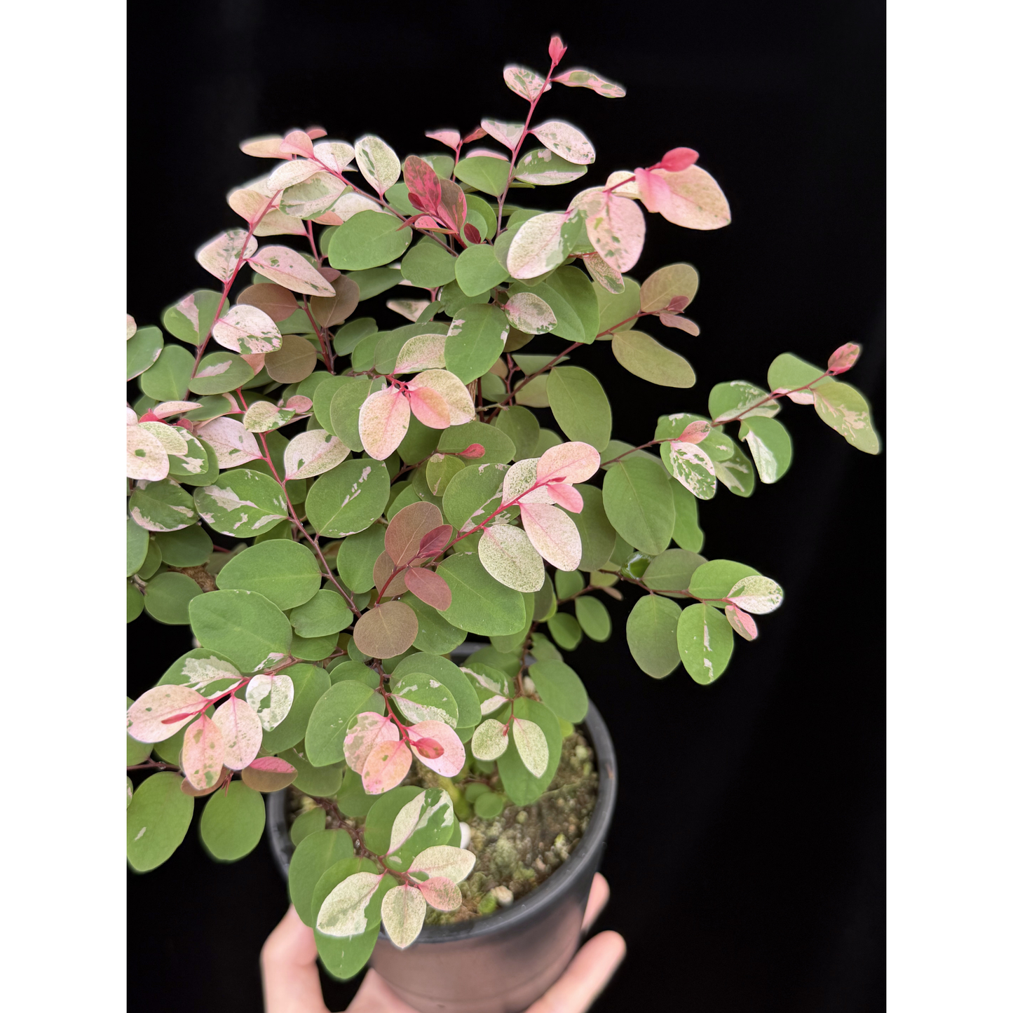【一点もの】ヨウシュコバンノキ ピンク 4号 BLACK PLASTIC POT 受け皿付き