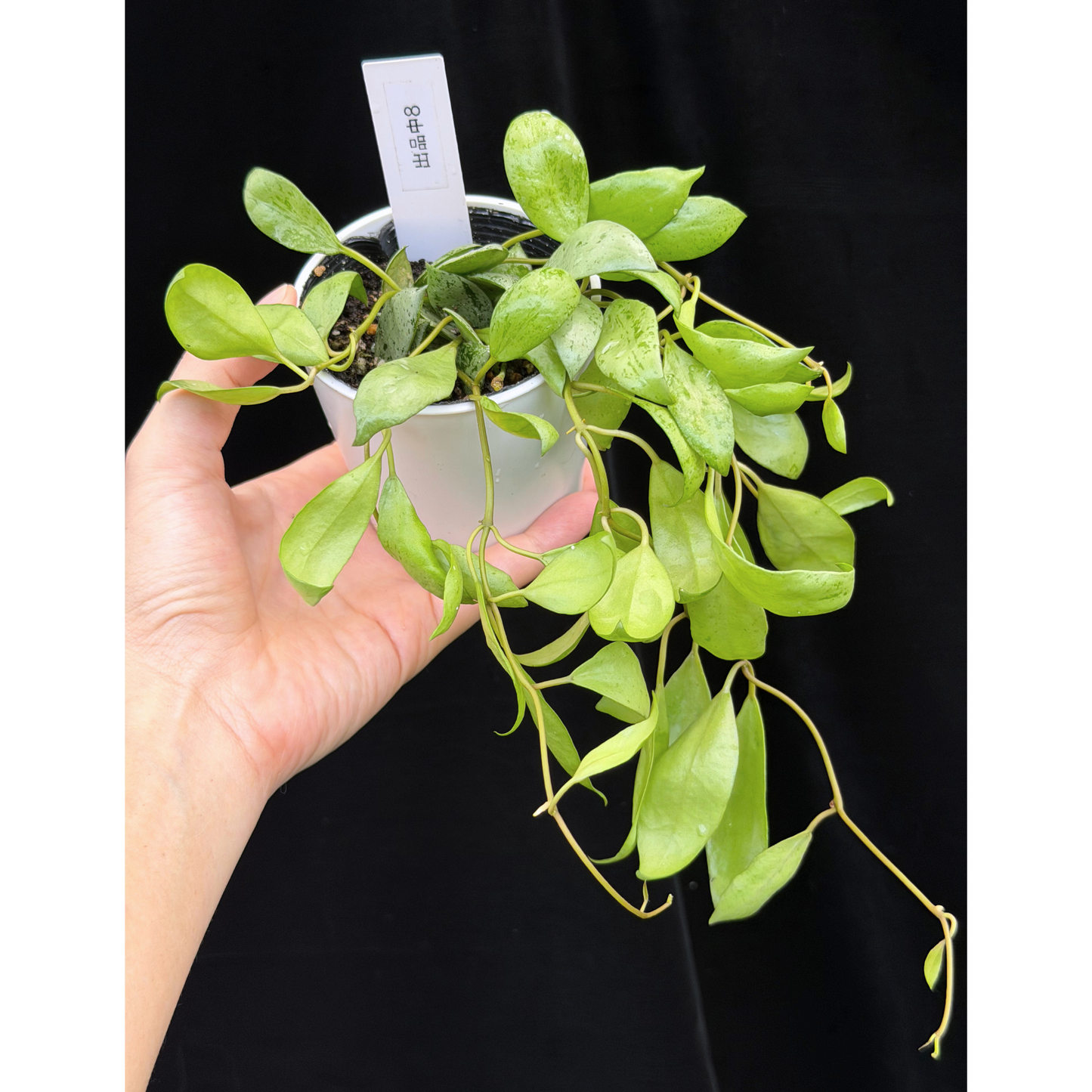 【一点もの】ホヤ ラクノーサ スルカタ Hoya lacunosa sulcata 8