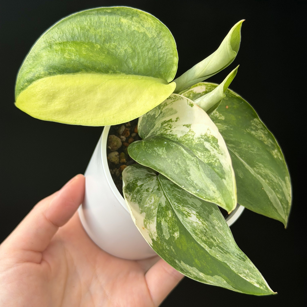 一点もの】スキンダプサス ジェイドサテン オーレア Scindapsus