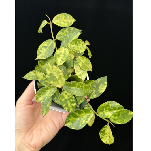 【一点もの】ホヤ ラクノーサ アマリーロ Hoya lacunosa 'Amarillo'  希少 レア 19