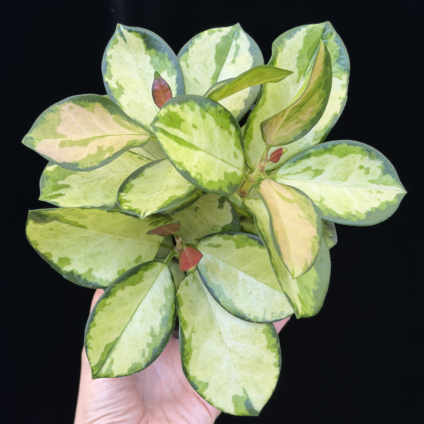 【一点もの】ホヤ オーストラリス リサ 3株植え 4号 ねこチップ