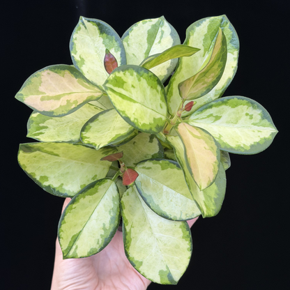 【一点もの】ホヤ オーストラリス リサ 3株植え 4号 ねこチップ