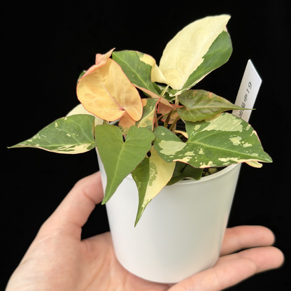 【一点もの販売】ファロピア マルチフローラ 斑入り Fallopia multiflora 'Variegata'   19