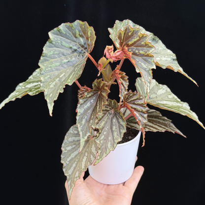 【一点もの】ベゴニア イリアンジャヤ Begonia sp.Irian jaya