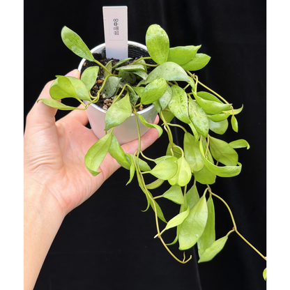 【一点もの】ホヤ ラクノーサ スルカタ Hoya lacunosa sulcata 8