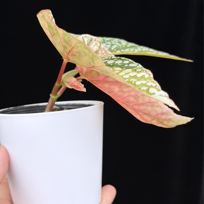 【一点もの】ベゴニア スノーキャップド ピンク斑入り Begonia Snow Capped variegata