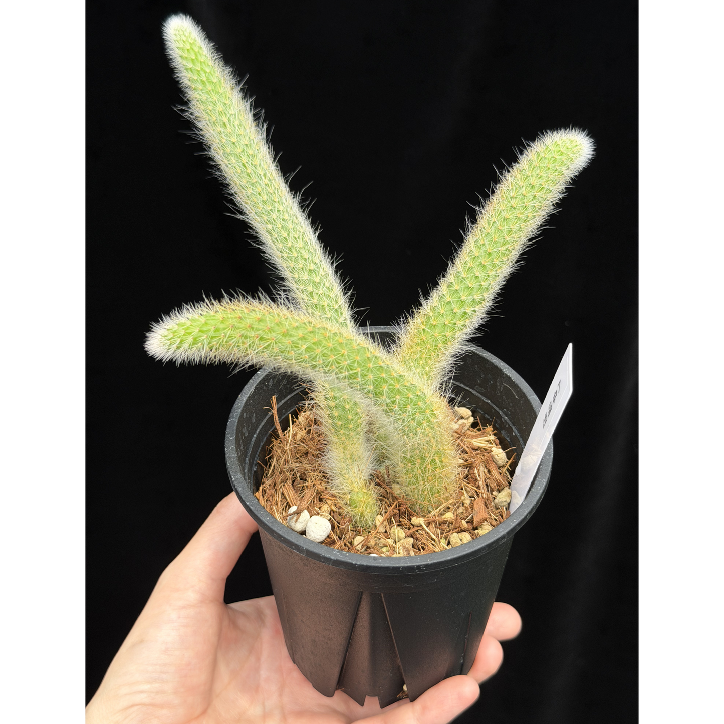 【一点もの】ヒルデウィンテラ Hildewintera colademononis 3.5号 ねこのしっぽ 7