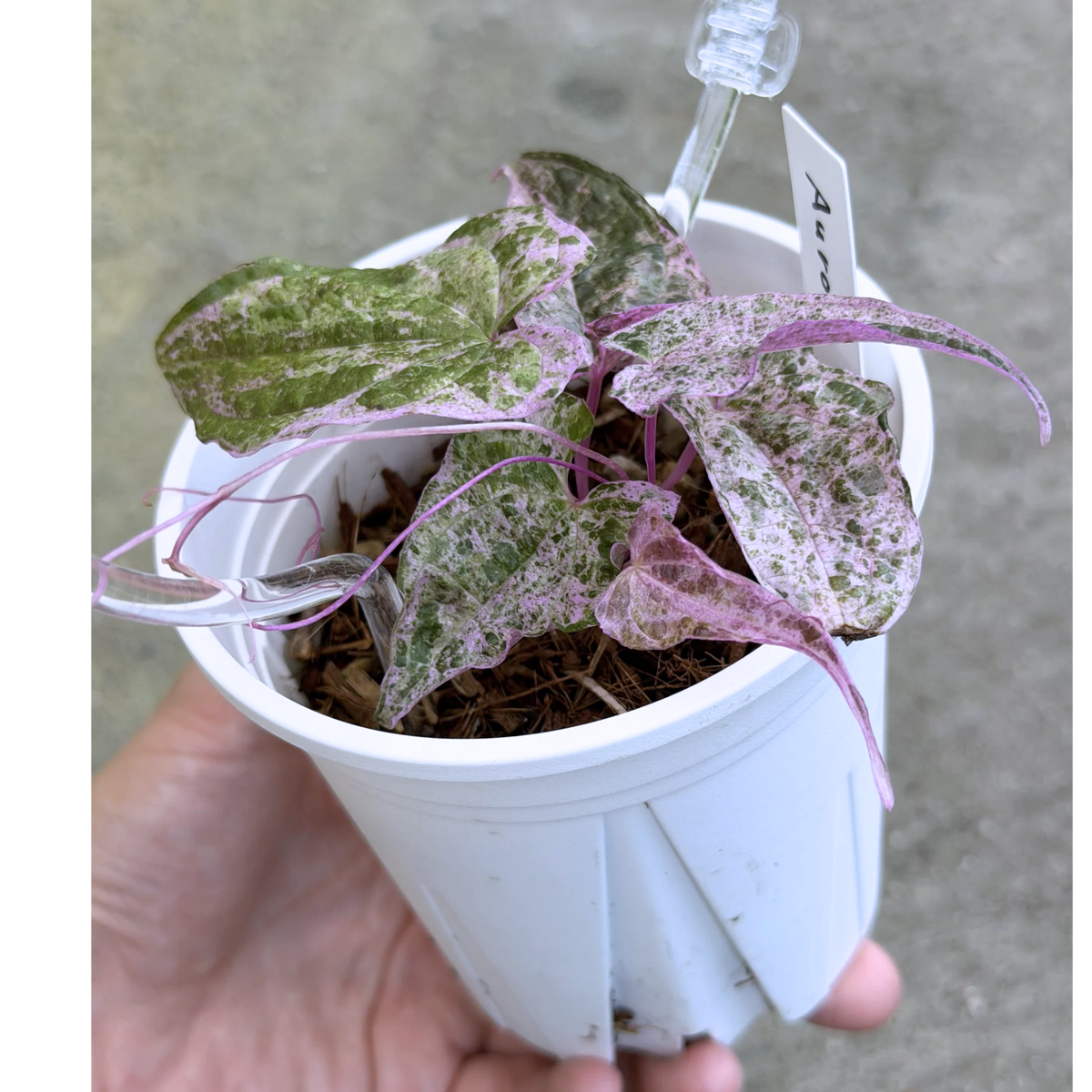 【一点もの】Dioscorea glabra Roxb. ‘Aurora’　ねこチップSS植え 激レア