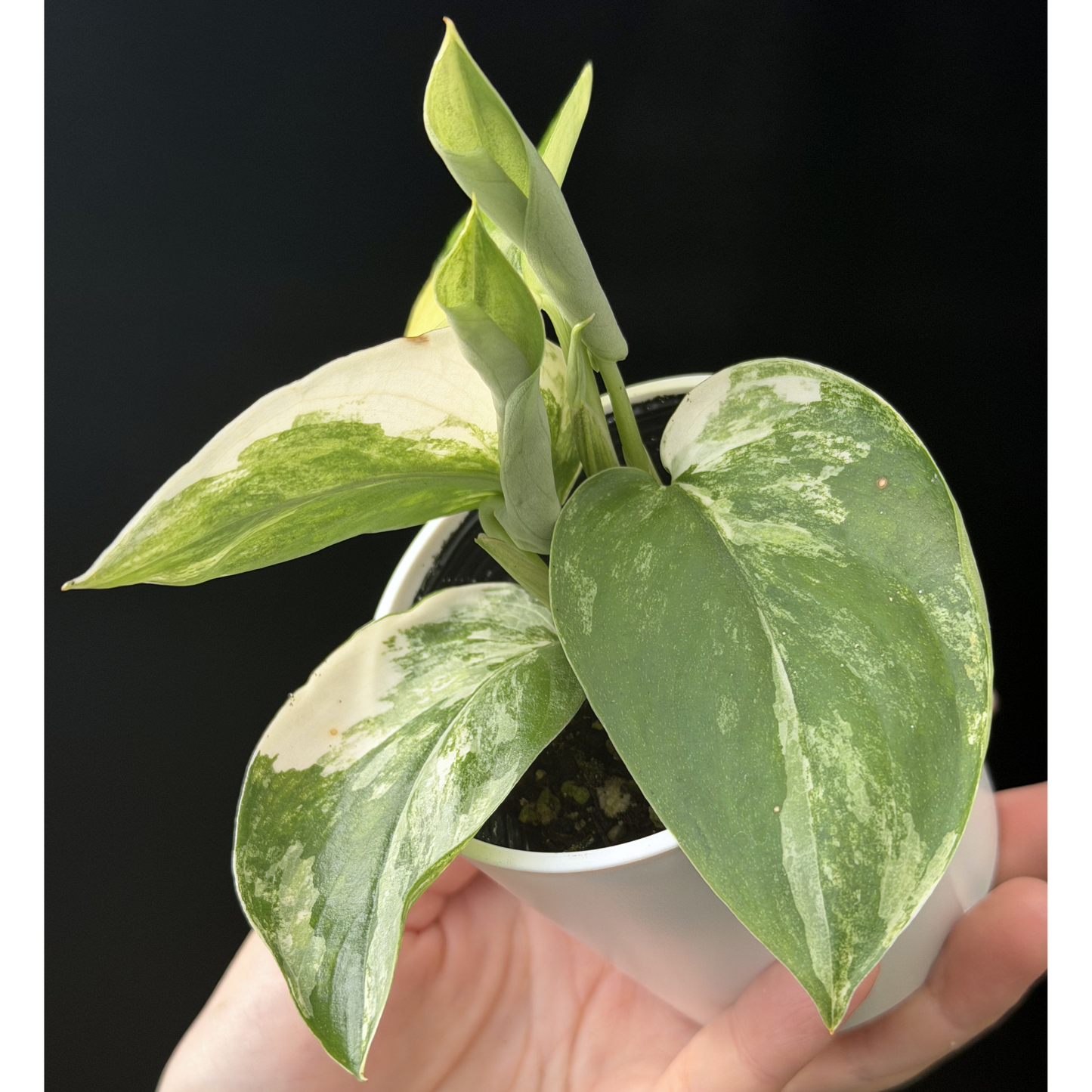 【一点もの】スキンダプサス ジェイドサテン オーレア Scindapsus jadesatin aurea