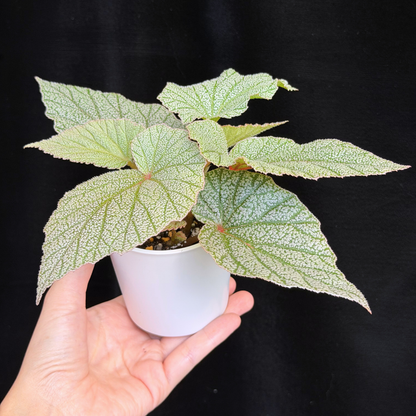 【一点もの】ベゴニア シンバッド Begonia Sinbad