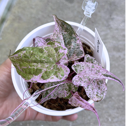 【一点もの】Dioscorea glabra Roxb. ‘Aurora’　ねこチップSS植え 激レア
